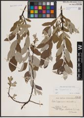 Foto von Salix lapponum L.